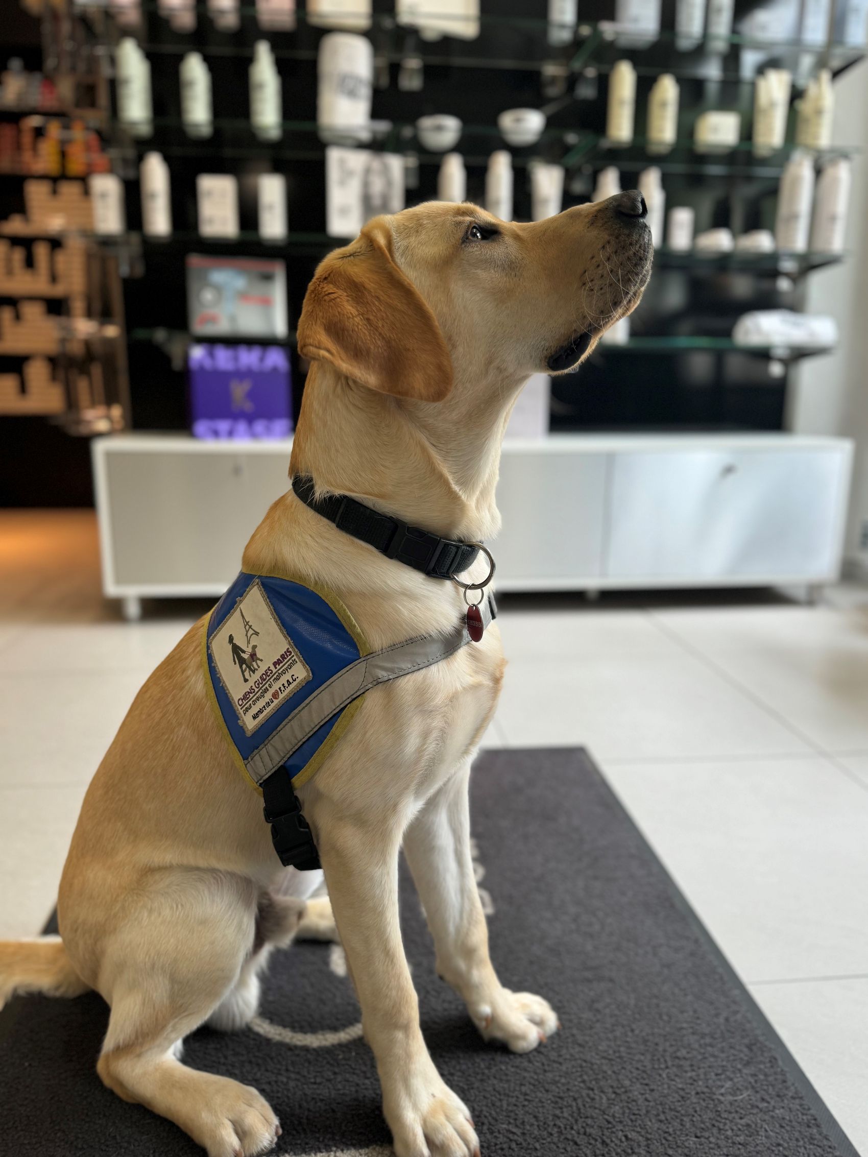 L'Ecole de chiens guides de Paris